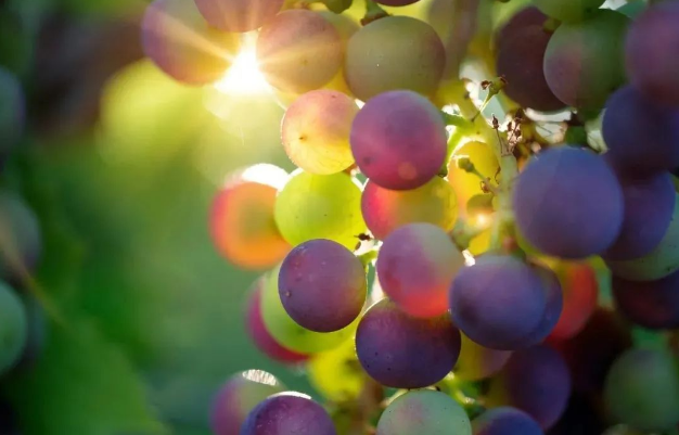 原花青素在防控分泌性腹瀉中的研究進(jìn)展（下）